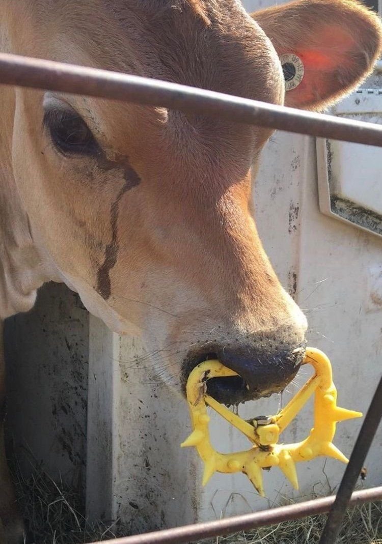 Why Aren't You Vegan? tweet media