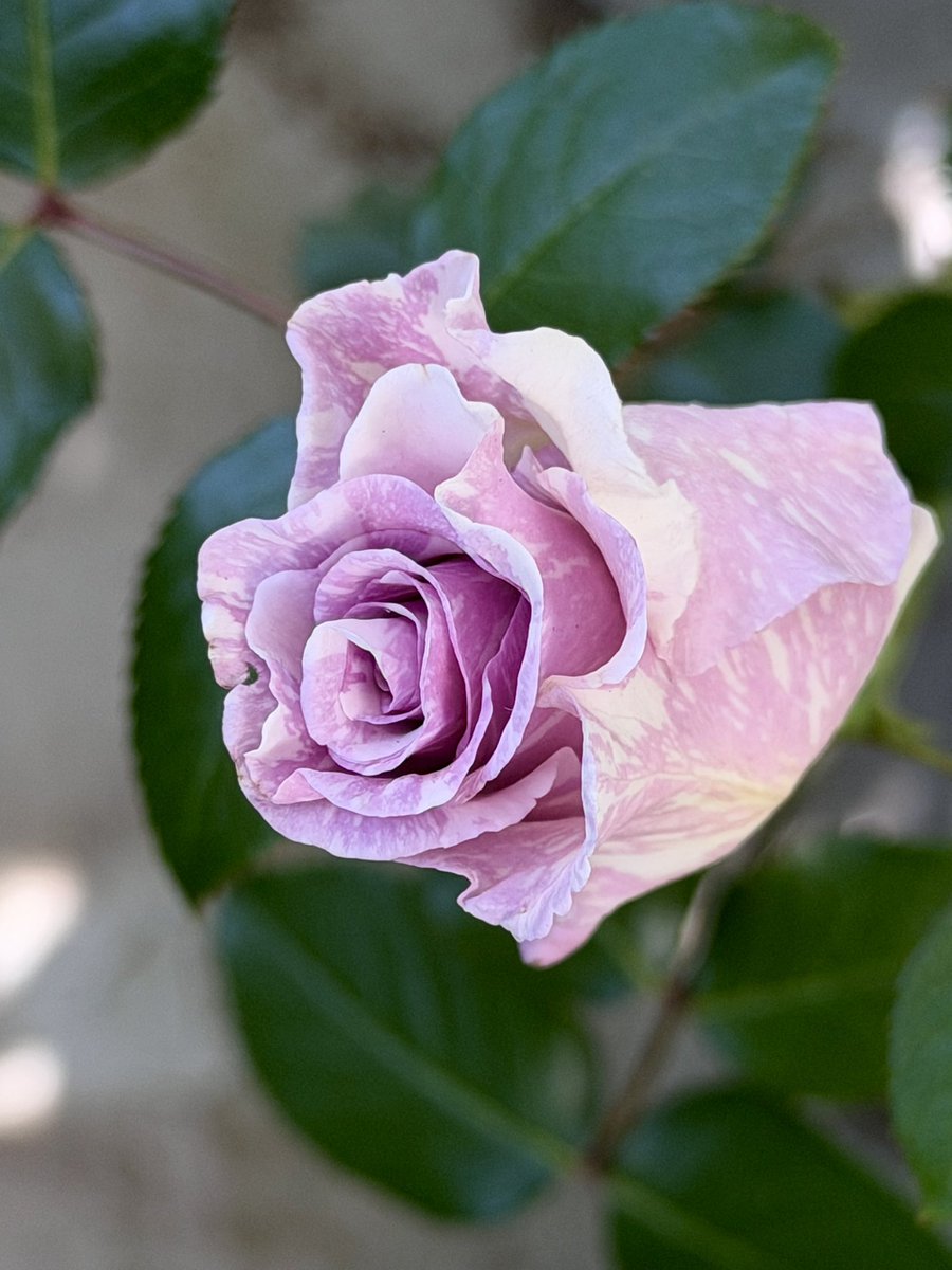 あげは tweet media