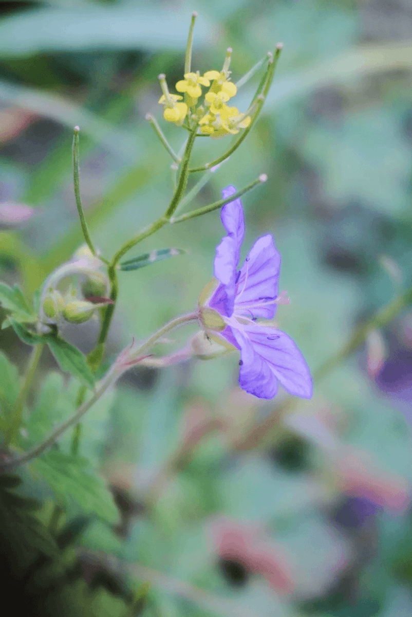 Rajesh Narni tweet media