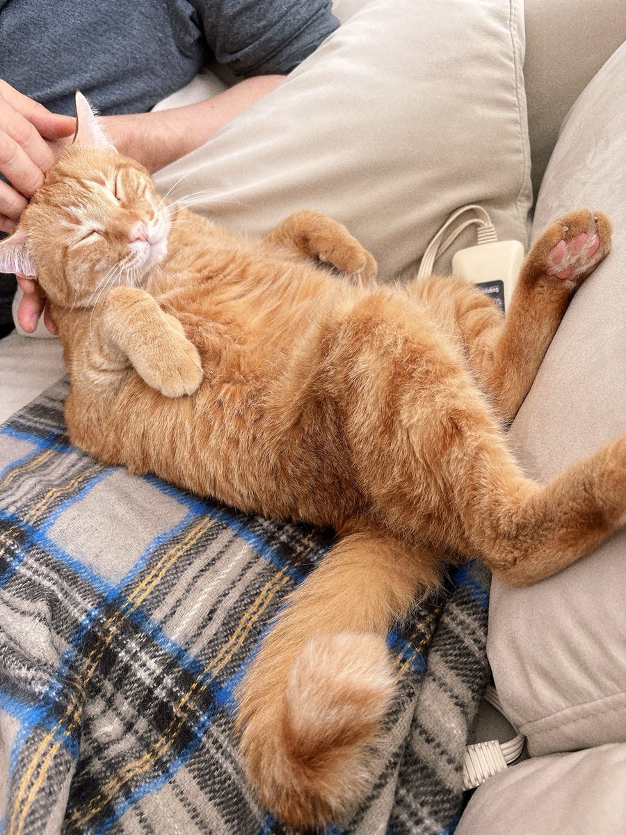 おはようございます。パパのナデナデがたまらん巨漢です😽今日もよろしくお願いします😊