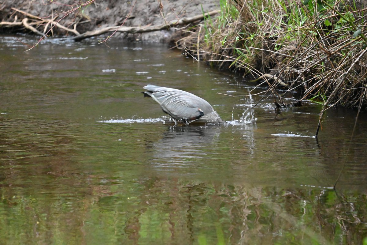 EyesScene's tweet photo. Great Blue Heron stalks…stalks… and ⚡️🎯 grabs a juvenile lamprey for its chicks.

#Heron #PNW #Birds #BothellWA #NaturePhotography #SeattleBirding https://t.co/m5kERWEbZz