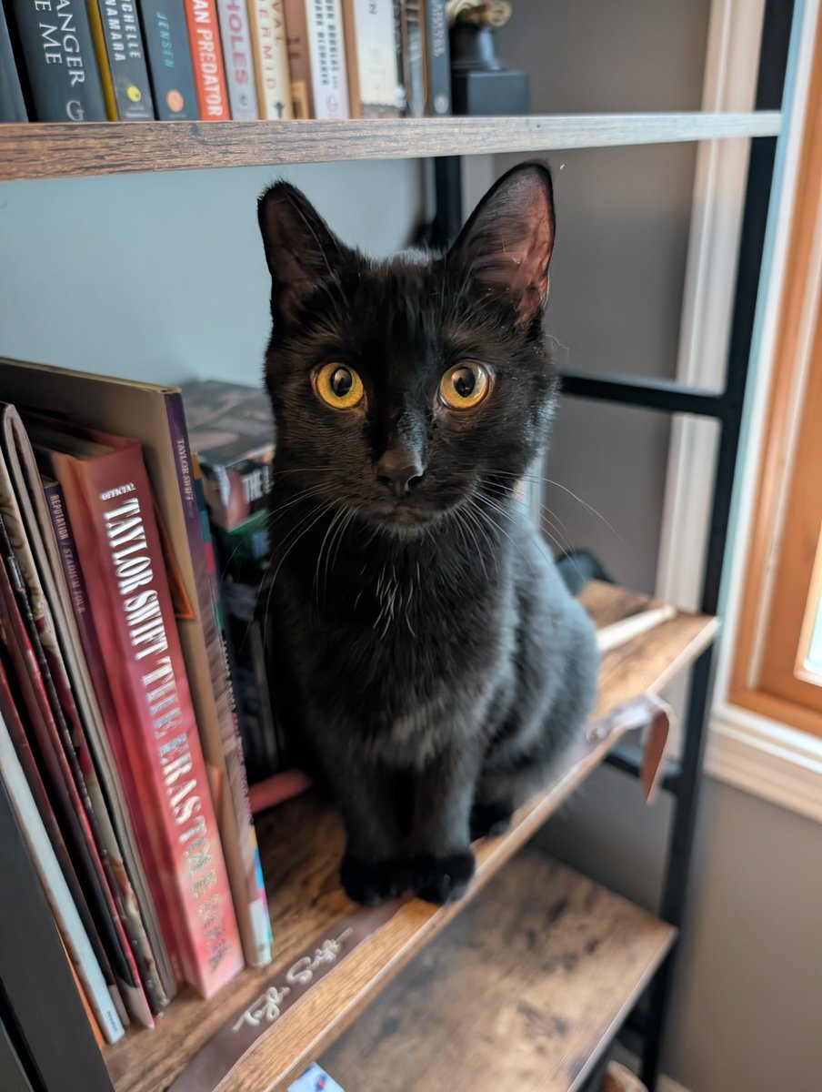 jess ❤️‍🔥 ⸆⸉ shiny bug enthusiast tweet media