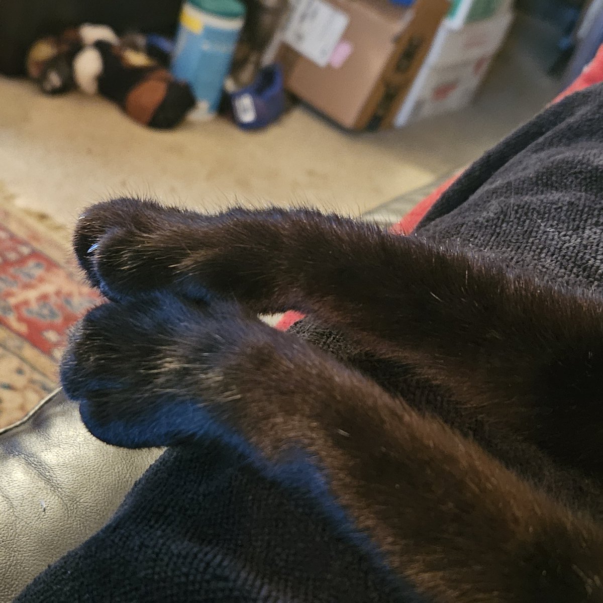 Snarkosaurus tweet media