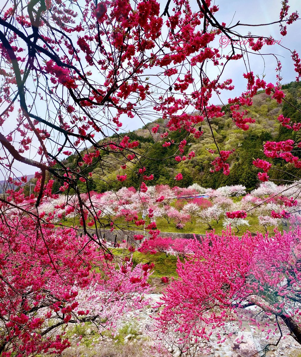 furarifu's tweet image. おはようございます🌸
　　　日本一と言われる阿智村の
　　　　花桃がまだまだ見頃。
　　　村全体で約一万本だそう。
　　　花桃の花言葉は「天下無敵」

#阿智村 #japan #花桃 #hanapeach 
#桃源郷