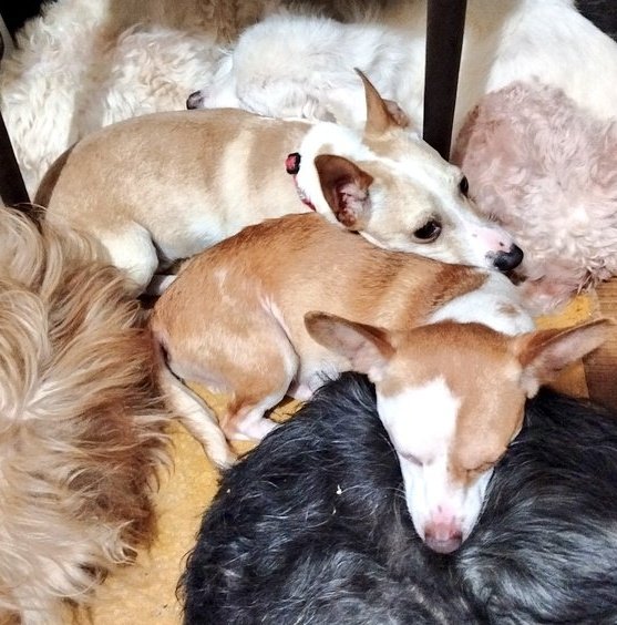 viripeludos's tweet photo. 🆘Amigos por favor🙏 por favor🙏 una patita 🐾 no tenemos alimento para la manada estamos en ceros nos urge arena y productos de limpieza 😰 por favor 🙏 toda ayuda suma🙏🆘 https://t.co/s4INCiXH3t