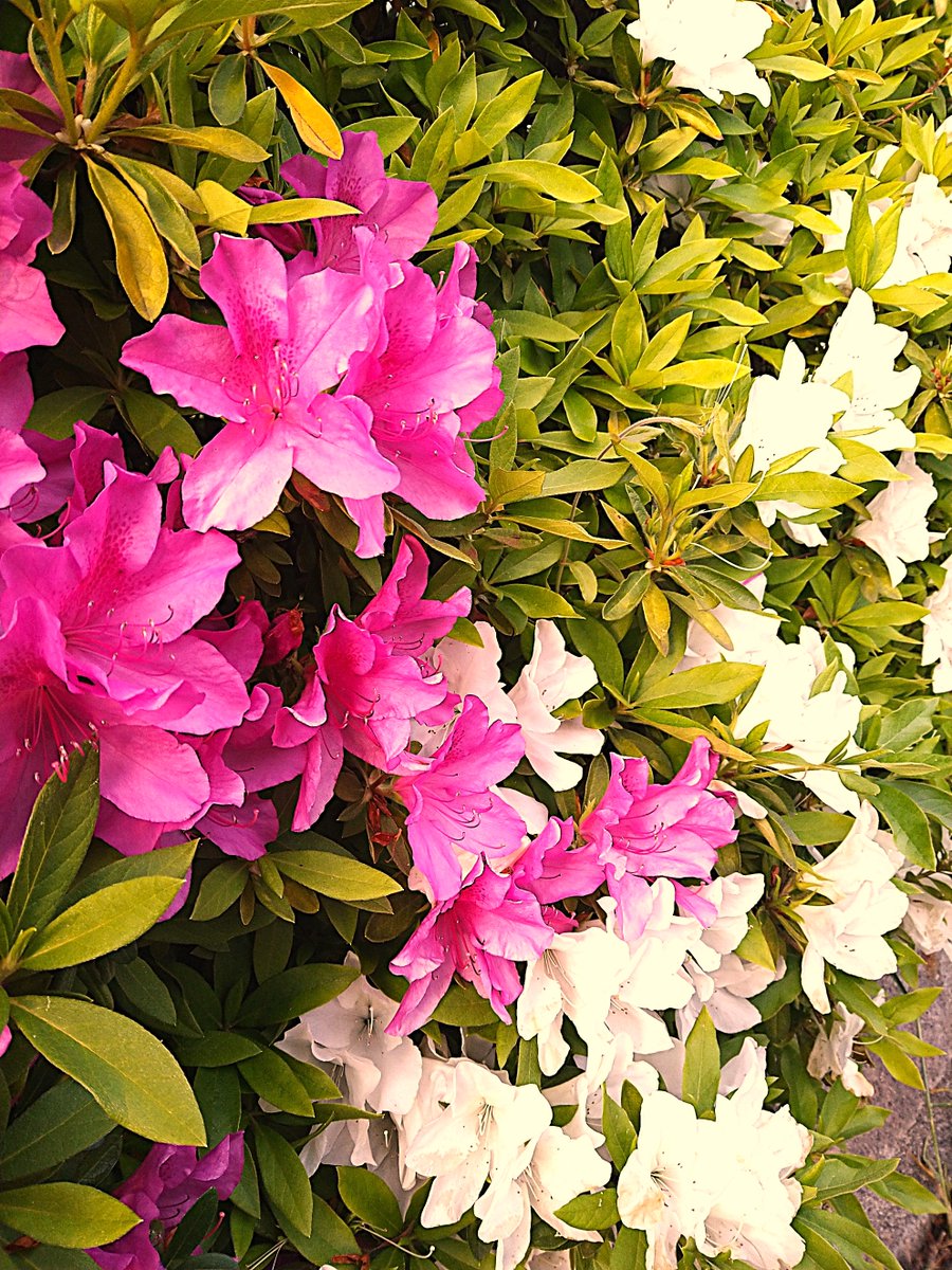 鎌倉と文学 tweet media