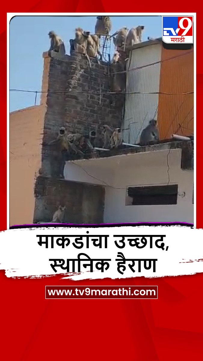TV9Marathi's tweet image. उष्णतेच्या लाटेचा वन्यप्राण्यांवही परिणाम, पाण्यासाठी माकडं नागरी वस्तीत, स्थानिक हैराण

tv9marathi.com/videos/short-v…

#Nanded #Water