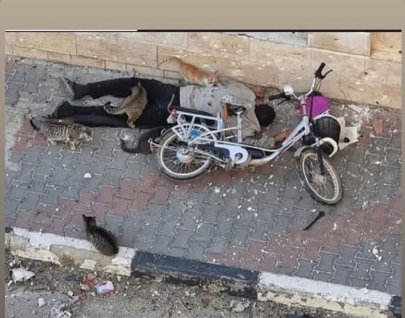 ZuritaCarpio's tweet image. 🇵🇸 #Gaza
Jihad al-Dardasawi, 49 años, vecino de Shejaiya. Tomó prestada una bicicleta eléctrica para llevar comida a su hermano enfermo en el hospital Al-Shifa. Un dron israelí lo atacó, según testigos, por pura diversión.
#Gaza #GenocidioEnGaza