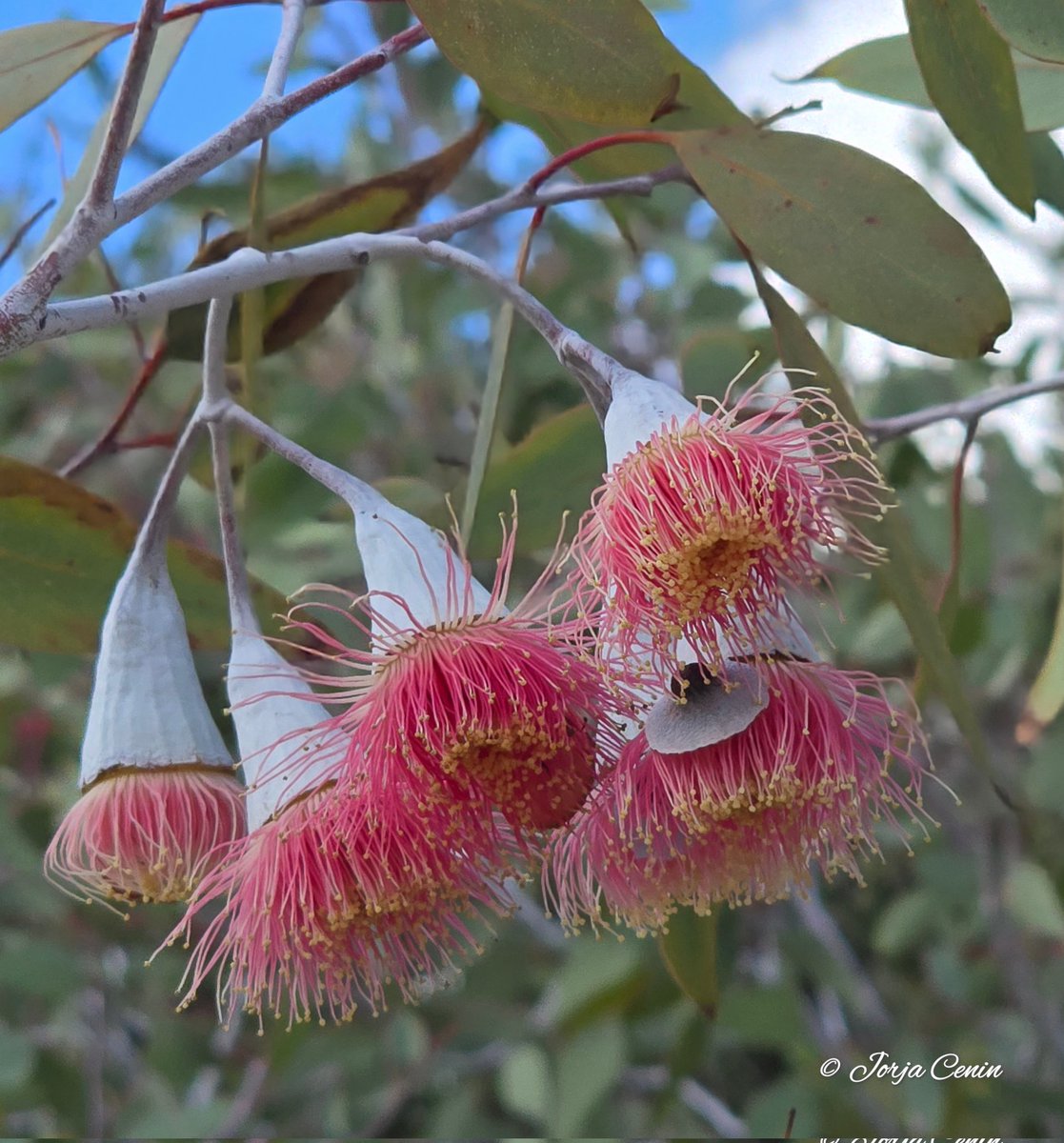 IntoNatureJorja's tweet image. Eucalyptus caesia 🩷 #wildflowerhour #flowers #ozplants