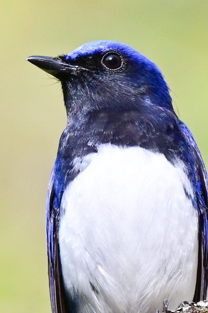 えむビタキ tweet media