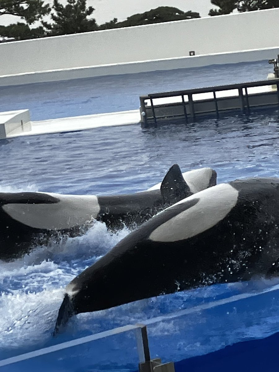 キャプテン・ラティハート垢 tweet media