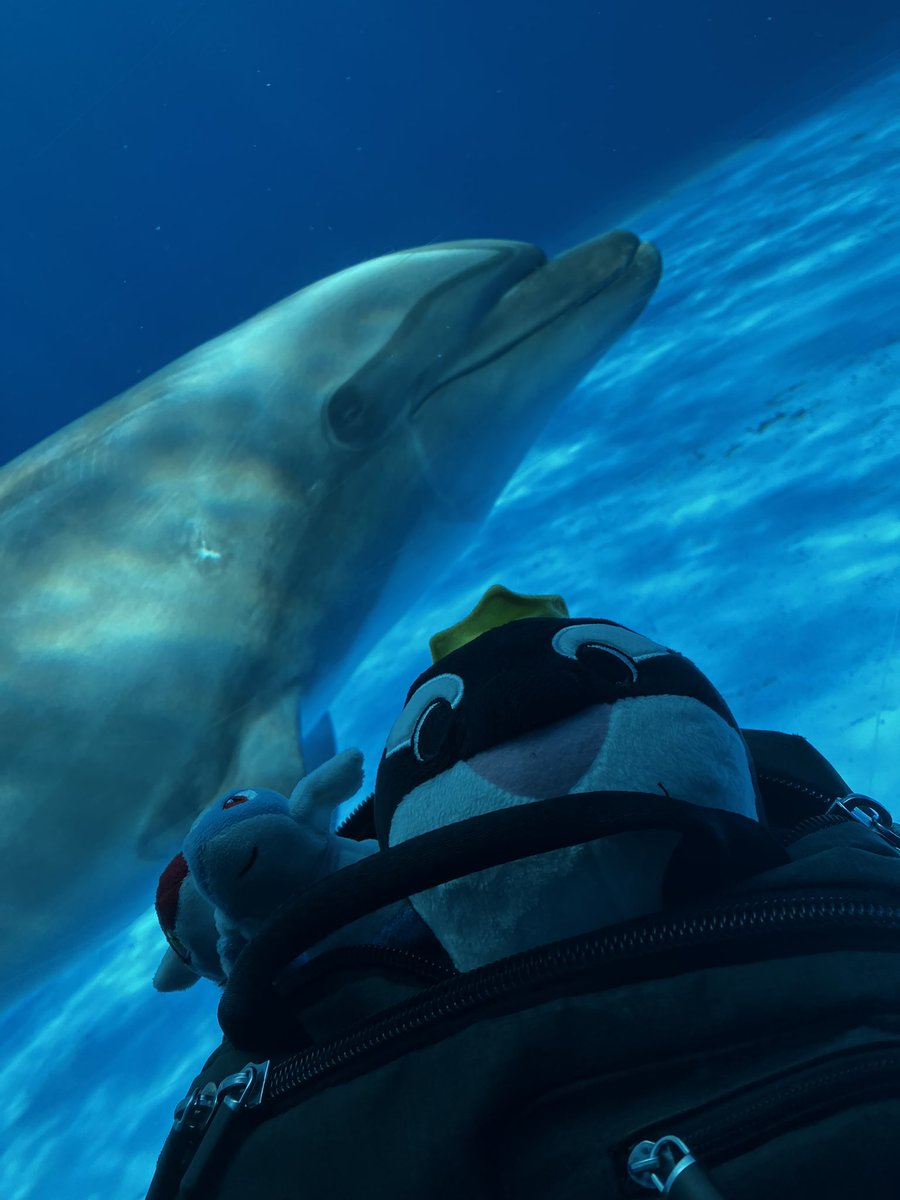 キャプテン・ラティハート垢 tweet media