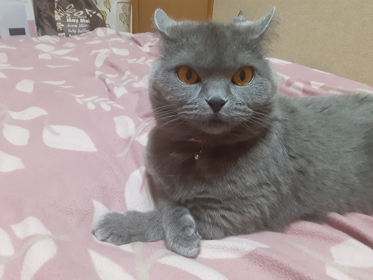 猫組のアクアマリン🐾🐾 tweet media