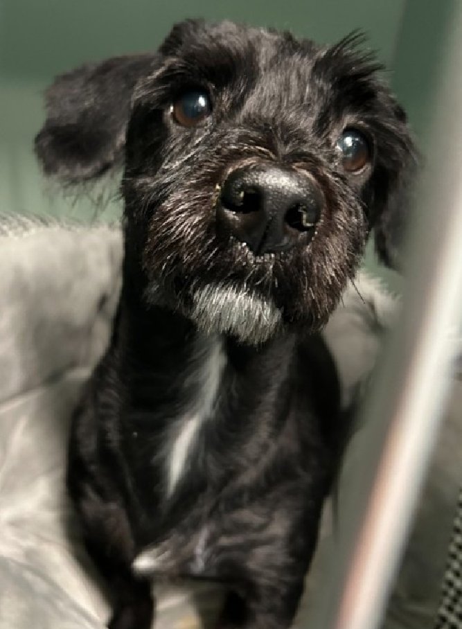 notthesameone2's tweet image. 🐾Under 20 lbs, 4-y/o Papa: owner called police to remove Papa b/c bit a finger when owner was bugging him while he was eating. Came in matted, now shaved. Owner said Papa had no experience outside the apt, never let outside or walked but is good on a leash. Loyal, playful,