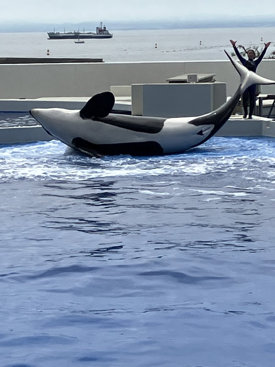 キャプテン・ラティハート垢 tweet media