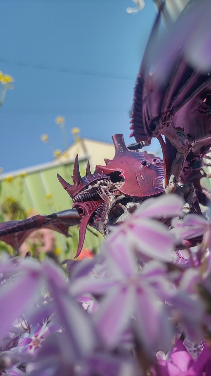 私が増殖させた芝桜にまみれるハイヴクロン