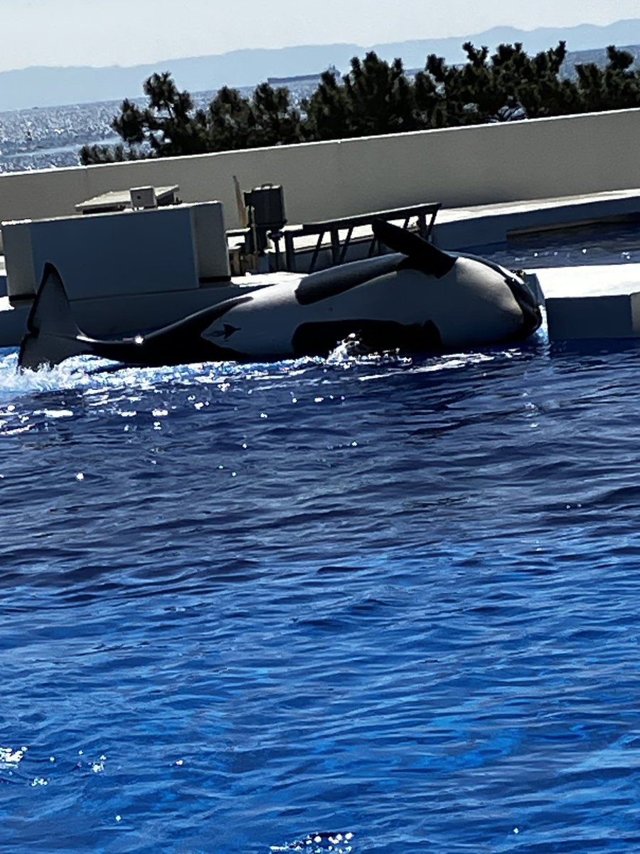 キャプテン・ラティハート垢 tweet media