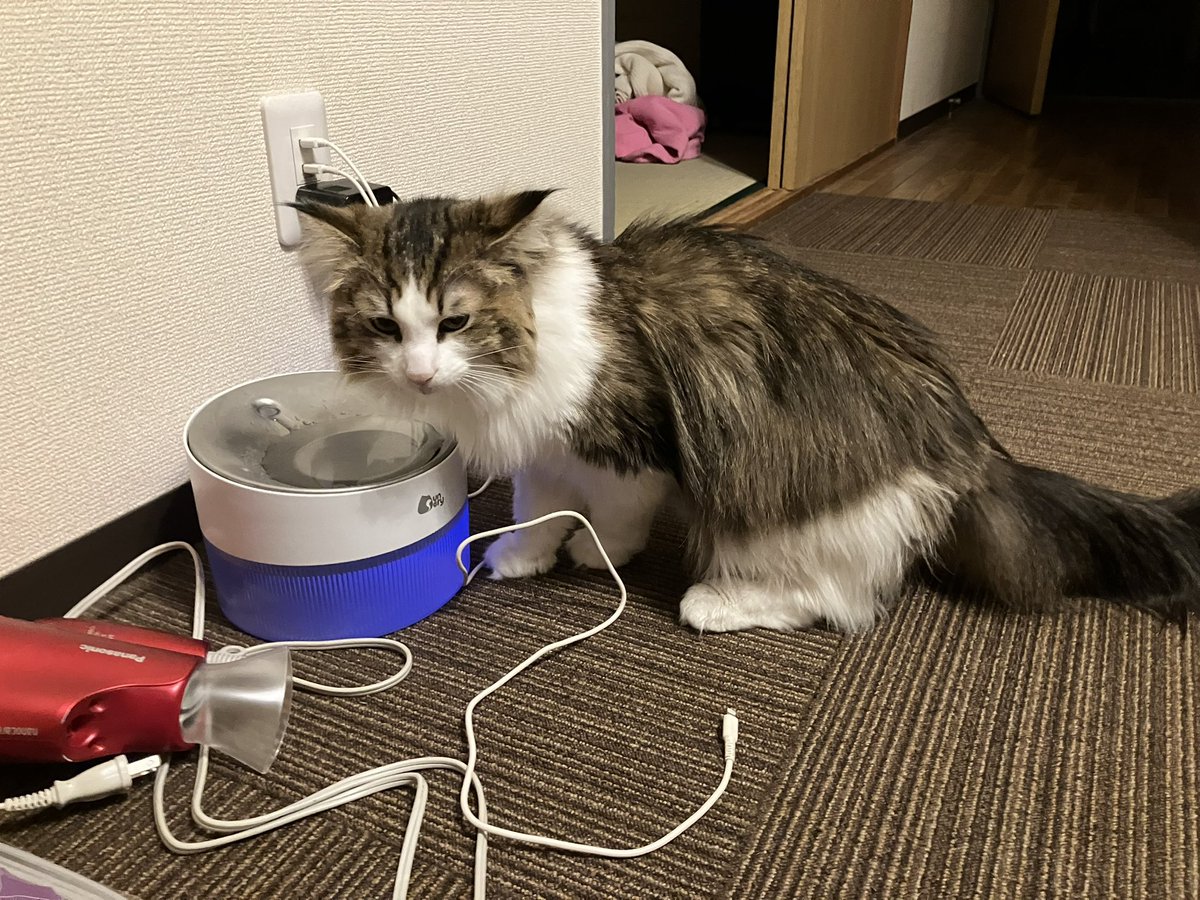 ABC_MART69's tweet photo. コタロー生活、暴れん坊将軍。
寂しいあまり暴走猫となっております。
まぁ、相変わらず元気という事で…
あっ、おはイヴございます（╹◡╹）
#ノルウェージャンフォレストキャット
#猫好きさんと繋がりたい
#猫のいる生活 https://t.co/Zopi4LfEUm