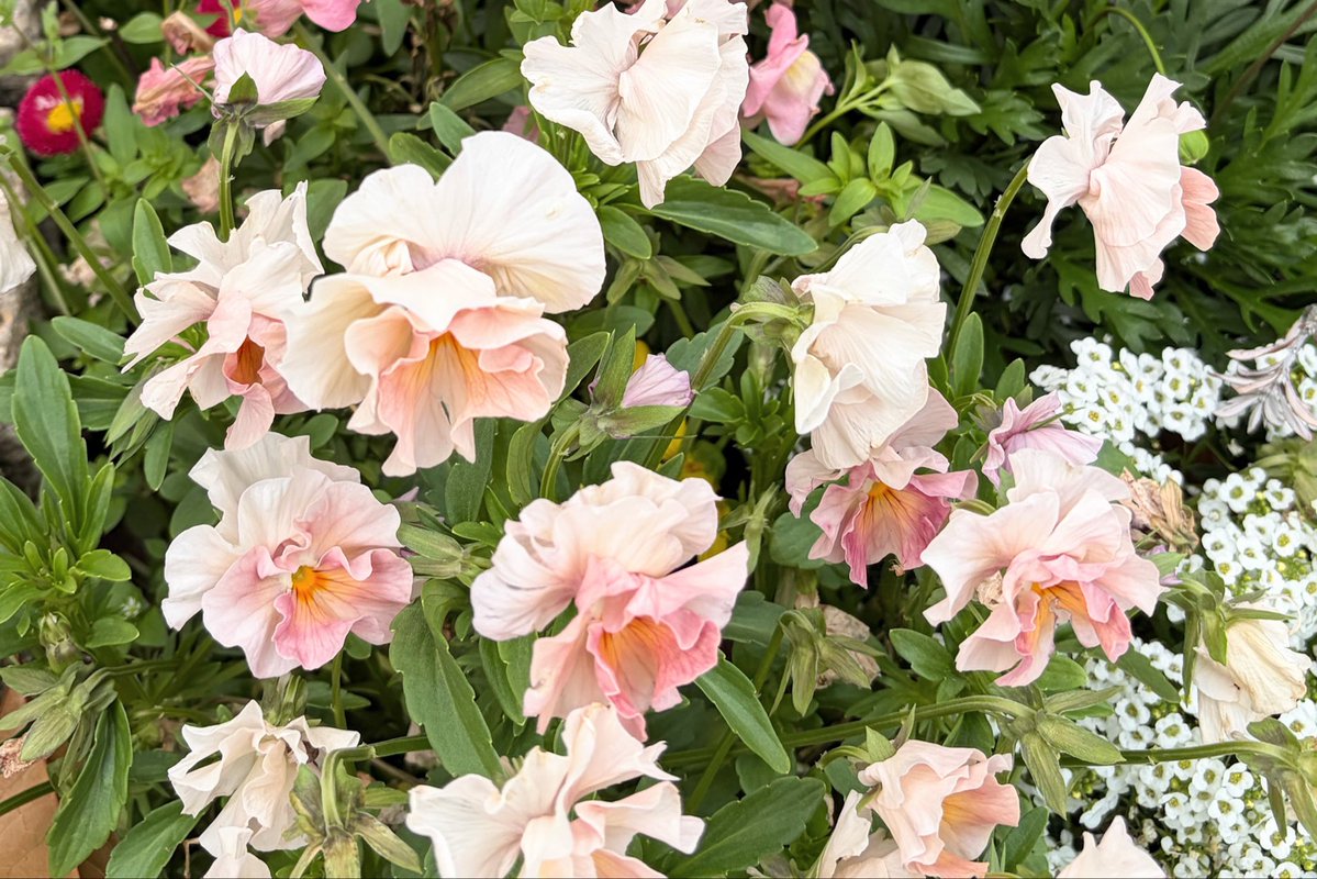 ぬえ🦅 tweet media