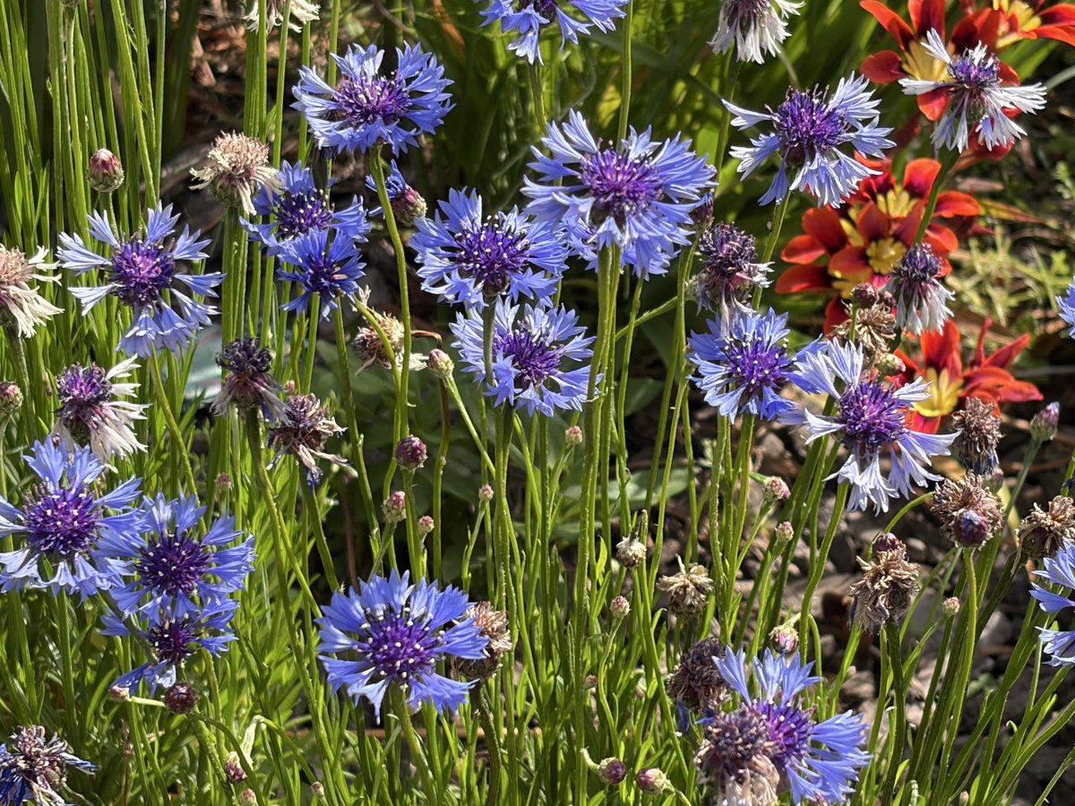 ぬえ🦅 tweet media