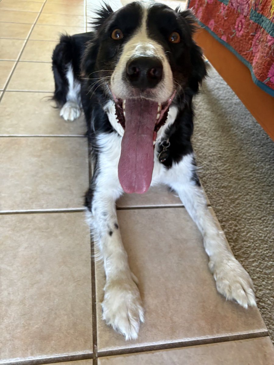 WilmaBenton19's tweet image. Nash has a very nice tongue out for you on this Tuesday. 
#dogsofx #dogsoftwitter #TongueOutTuesday