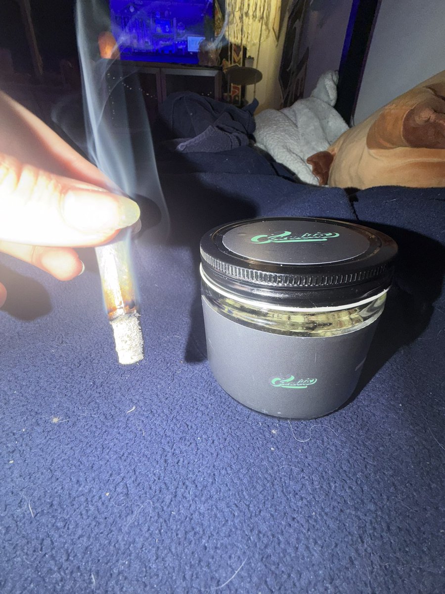 RollWitRory's tweet photo. Strain: Original Cut Zkittlez
Brand: CanditoCraft
🏷️:🙂‍↕️💲
Overall: 9.6 out of 10

Breakdown here ⬇️⬇️⬇️

Look (8.9 out of 10)
Frosty mint green nugs with vibrant tangerine orange pistils and insane trichome coverage. Fat, stacked, clear to milky heads. Classic Z structure that is lumpy and bulbous but cleaner and less airy than average.

Nose (9.9 out of 10)
This screams out the jar. Even before cracking you catch a lingering sweet berry note. Cracking it open, the aroma fills the room fast. Dank grape and lime with a slightly soapy, herbal depth and a spicy tingle.
Breaking it down takes it to another level, adding more gas and lime in the center while pushing the sharp sweet berry forward. It wafts everywhere and absolutely reeks.

Touch (9.8 out of 10)
Simple web like pull apart, super sticky to the touch, and returns fast when pushed (1 to 3 seconds). Softly compressed buds stick together from all the resin. Smooth grind that can gunk the grinder but clears quickly.

Experience (9.9 out of 10)
Potent. Potent. Potent. This one puts me on my ass and is almost unforgiving about it.
First pull gives a lime berry coat with a slight herbal gas exhale. A quarter of the way through the sweetness and berry expand, revealing grape and creamy herbal in the center while the sharp lemon lime pop stays up front.
It just keeps expanding. Three quarters through a peppery tone hits on the exhale and earthiness comes forward, leaving sweet berry as a coat on the tongue as it finishes.
Insanely strong head high that can knock me out cold fast if I am not paying attention.

Final Notes
Straight elite Z. Loud candy grape lime terps, perfect cure, and that signature knockout goofy head high. lives up to the hype.
Overall: 9.6 out of 10