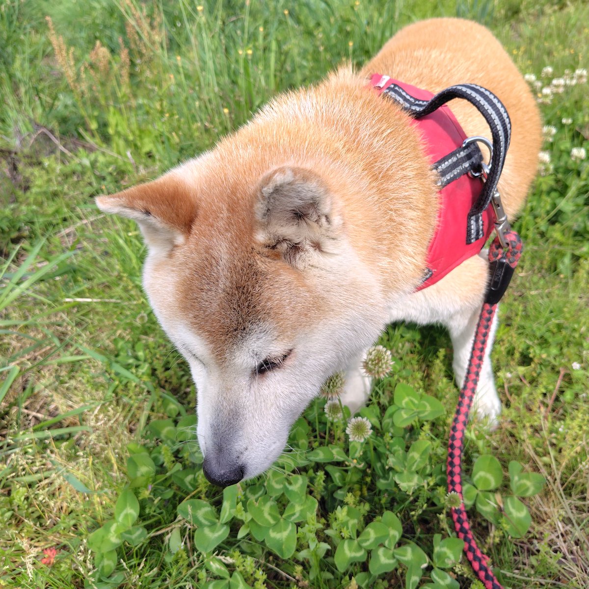 まゆrx7@ウォーキング tweet media