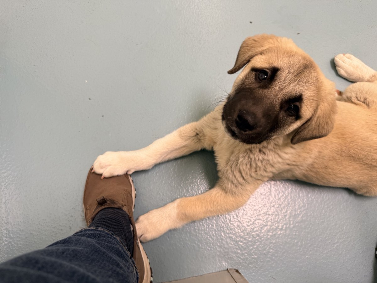 Lisanne Glavich-Feral Until Further Notice tweet media