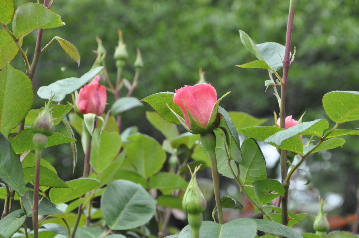 さいたま市中央区役所🌹 tweet media