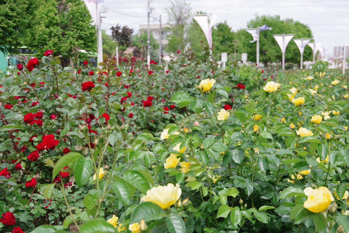 さいたま市中央区役所🌹 tweet media