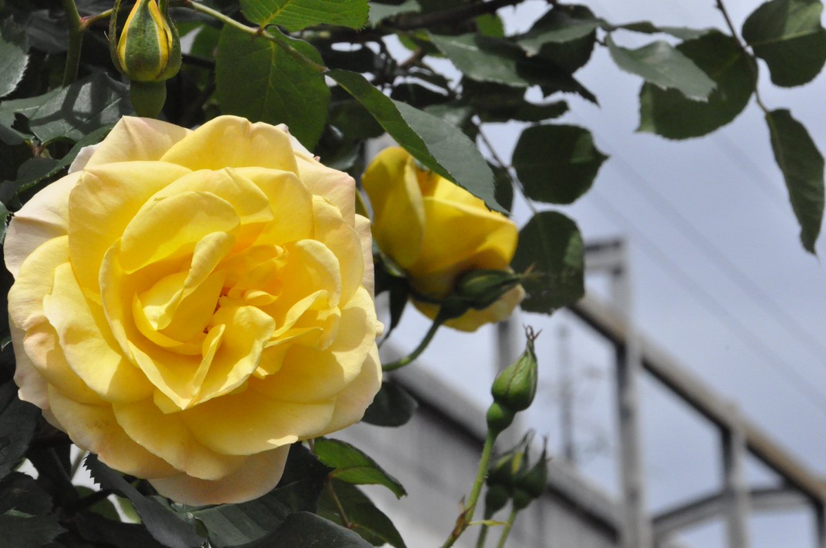 さいたま市中央区役所🌹 tweet media