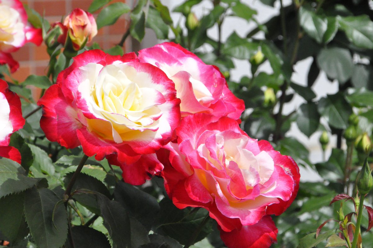 さいたま市中央区役所🌹 tweet media