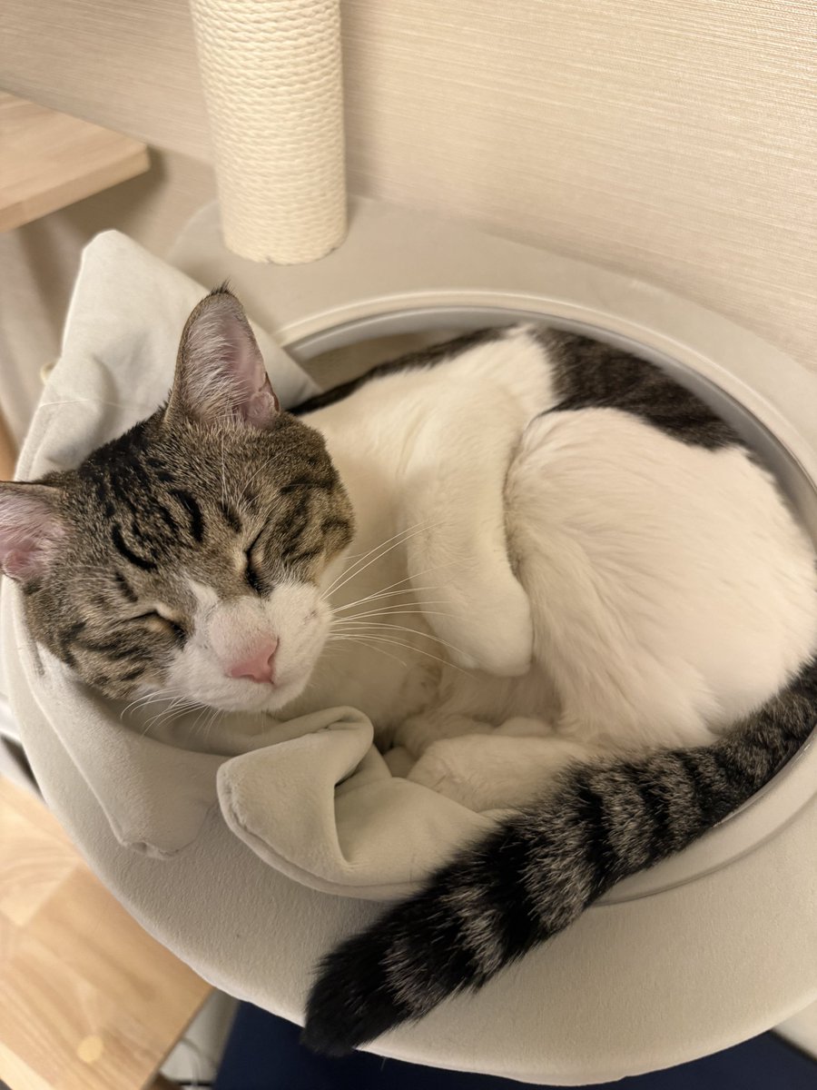 あむちん2＠本垢凍結中 tweet media