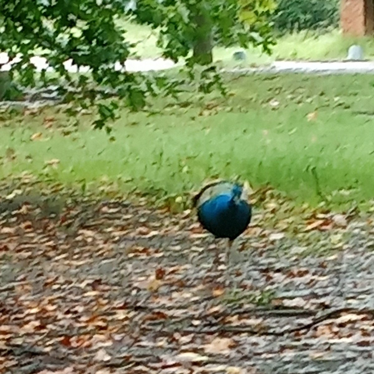 Trhwatg's tweet photo. Hoy me pasó una cosa extraña... Y es que quise ir a la naturaleza a estudiar y pasar una tarde tranquila. Caminé kilómetros solo para que comience a llover ni bien arribo, y al rato se me acerca este amiguito de la nada 😅💞 https://t.co/AFNO9k7tVl