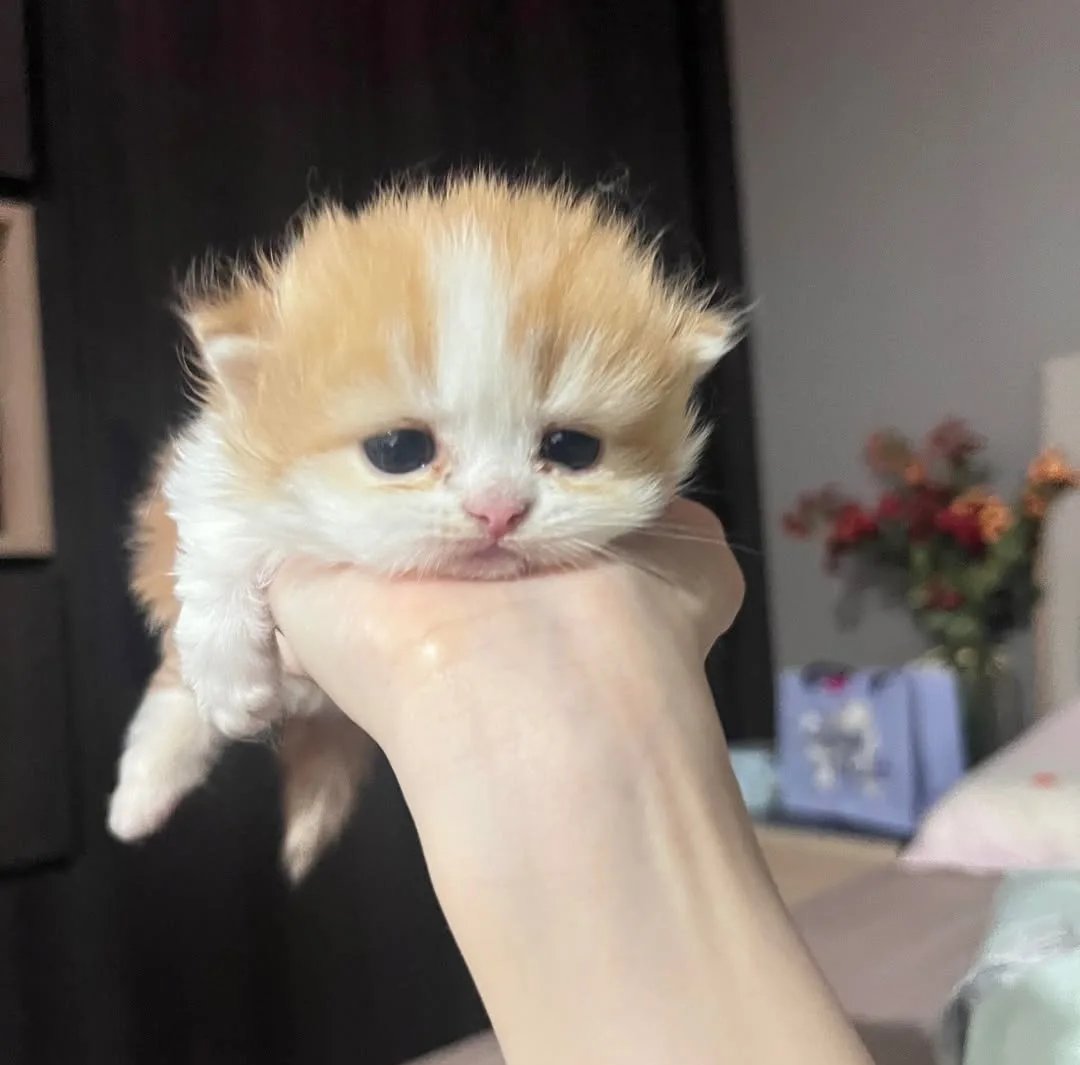 Daily Cat Posts tweet media