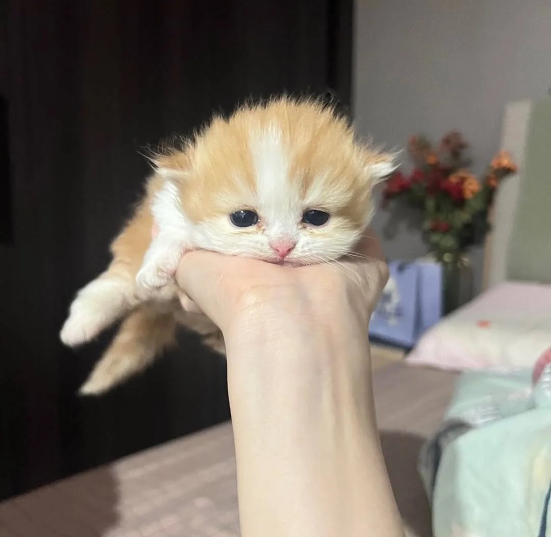 Daily Cat Posts tweet media