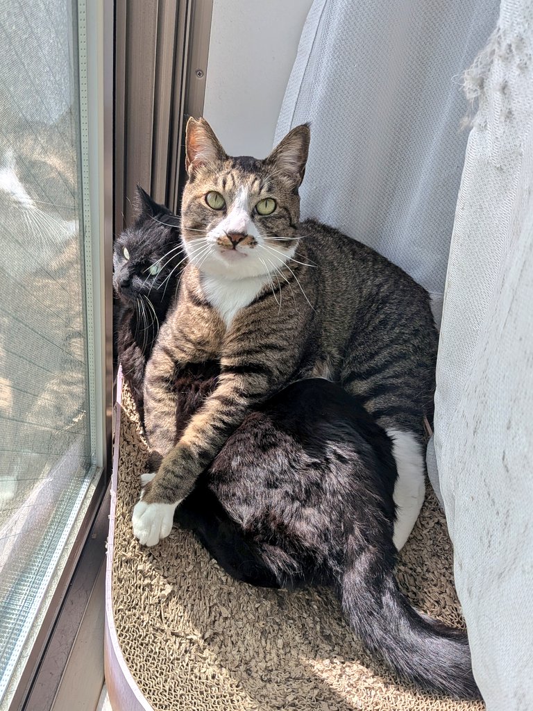 らいあん tweet media