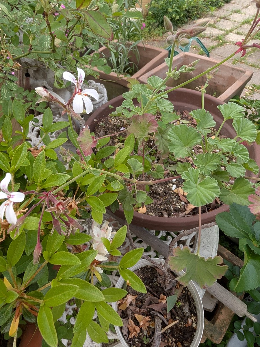 (へほ)heho.sommeröl tweet media