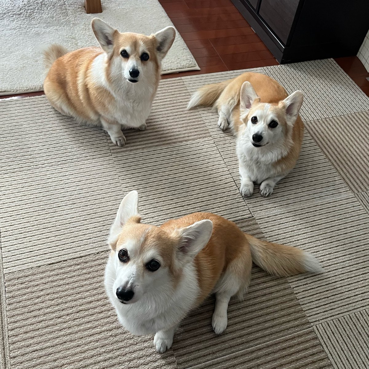 ルーちゃんママ tweet media