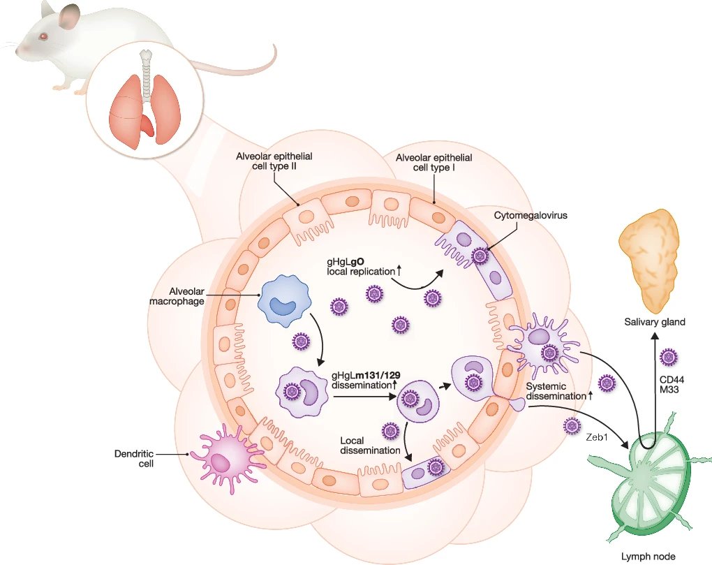 Immunology of Infectious Disease News tweet media