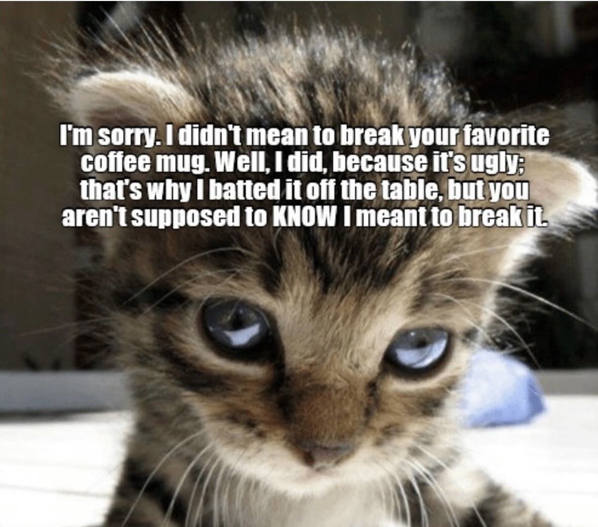 dcd728's tweet image. When lil #kitty is being a #naughty #baby but so darn #cute instantly #forgiven #coffeemug #sorrynotsorry