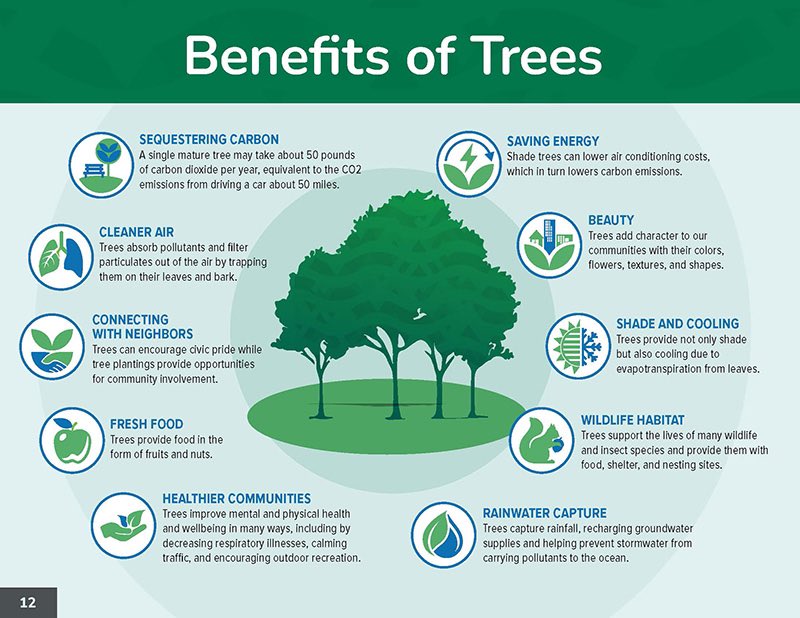 How #trees🌳 can significantly benefit you, &amp; the #environment in your community:

🫁 Improved Air Quality: Trees absorb pollutants such as nitrogen oxides, sulfur oxides, &amp; carbon monoxide, while filtering fine particulates like dust &amp; smoke from the air.

💧Water Management &amp;
