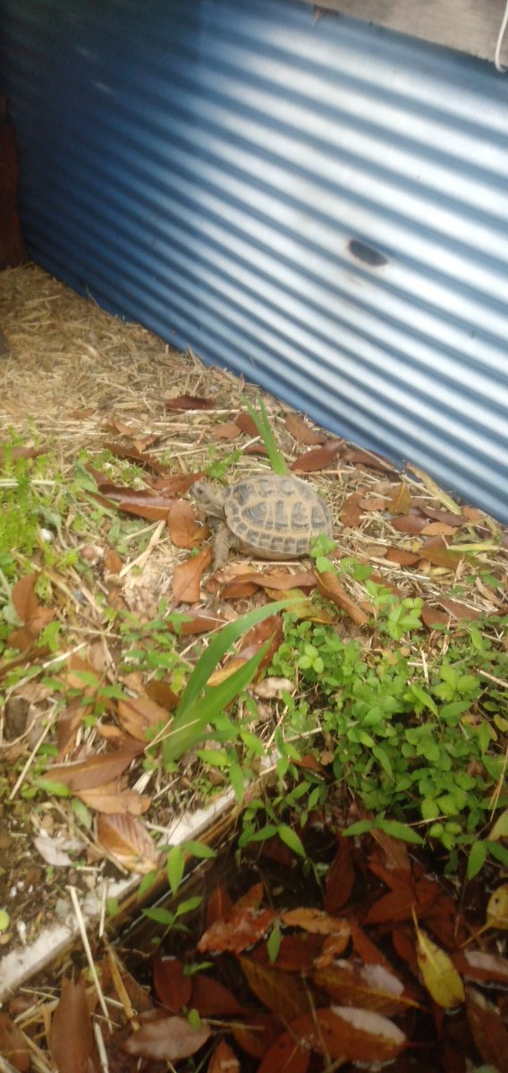た～とる🐢