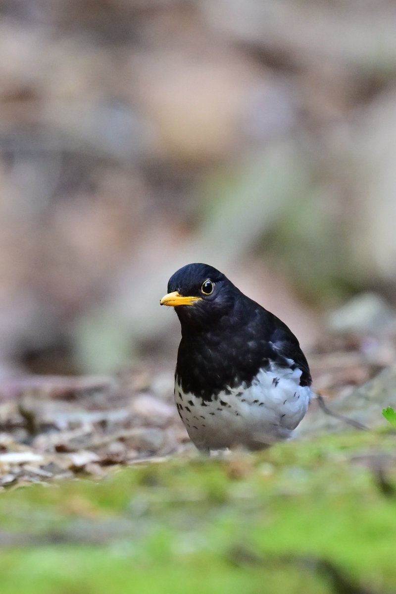 えむビタキ tweet media