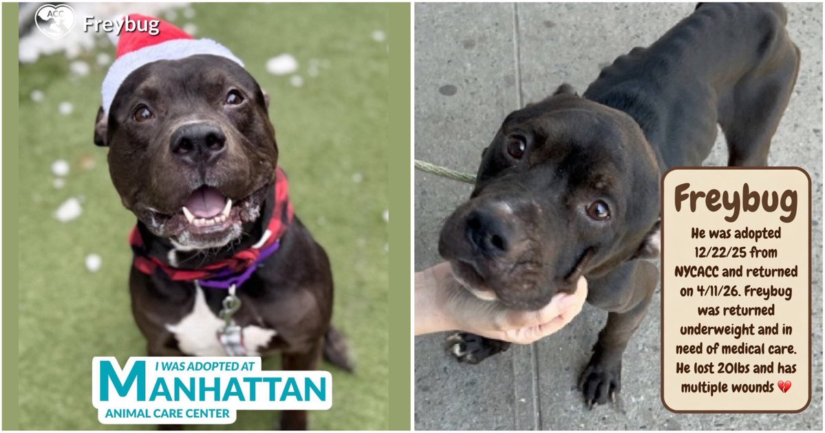 🤬 It takes a horrific type of human to adopt a good sweet happy boy like 🐕‍🦺 FREYBUG 💔 just to do this to him 😔 Please we need YOU. One KIND human… Can you foster this poor doggie soul? He will need out of the #NYC ACC ASAP 🙏🏽 DM <a href="/CathyPolicky/">Cathy Policky</a> or <a href="/notthesameone2/">Not the Same</a> the soonest 🆘