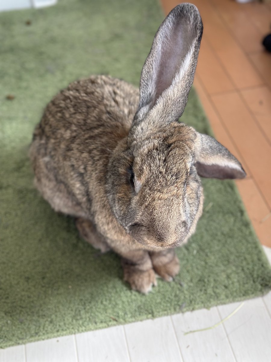 でかうさでかお@ウサギスキー🐇 tweet media