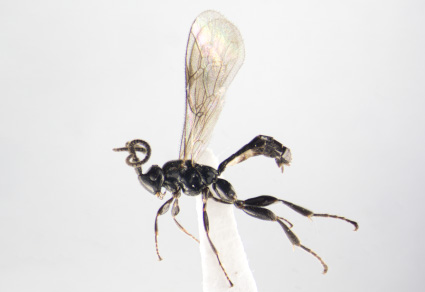 Zootaxa's tweet photo. First approach to the knowledge of Orthocentrus Gravenhorst, 1829 (#Hymenoptera, #Ichneumonidae: #Orthocentrinae) in #Colombia: Description of ten #newspecies, addition of #newrecords, and taxonomic key to Colombian species
#taxonomy
https://t.co/Zp7ZvgHFxX https://t.co/MS7nox4sz9