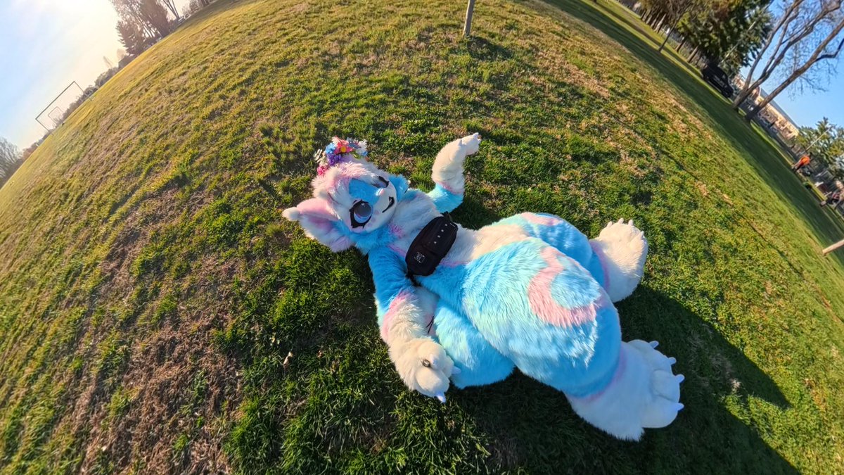 pawki ➡️ TFF tweet media