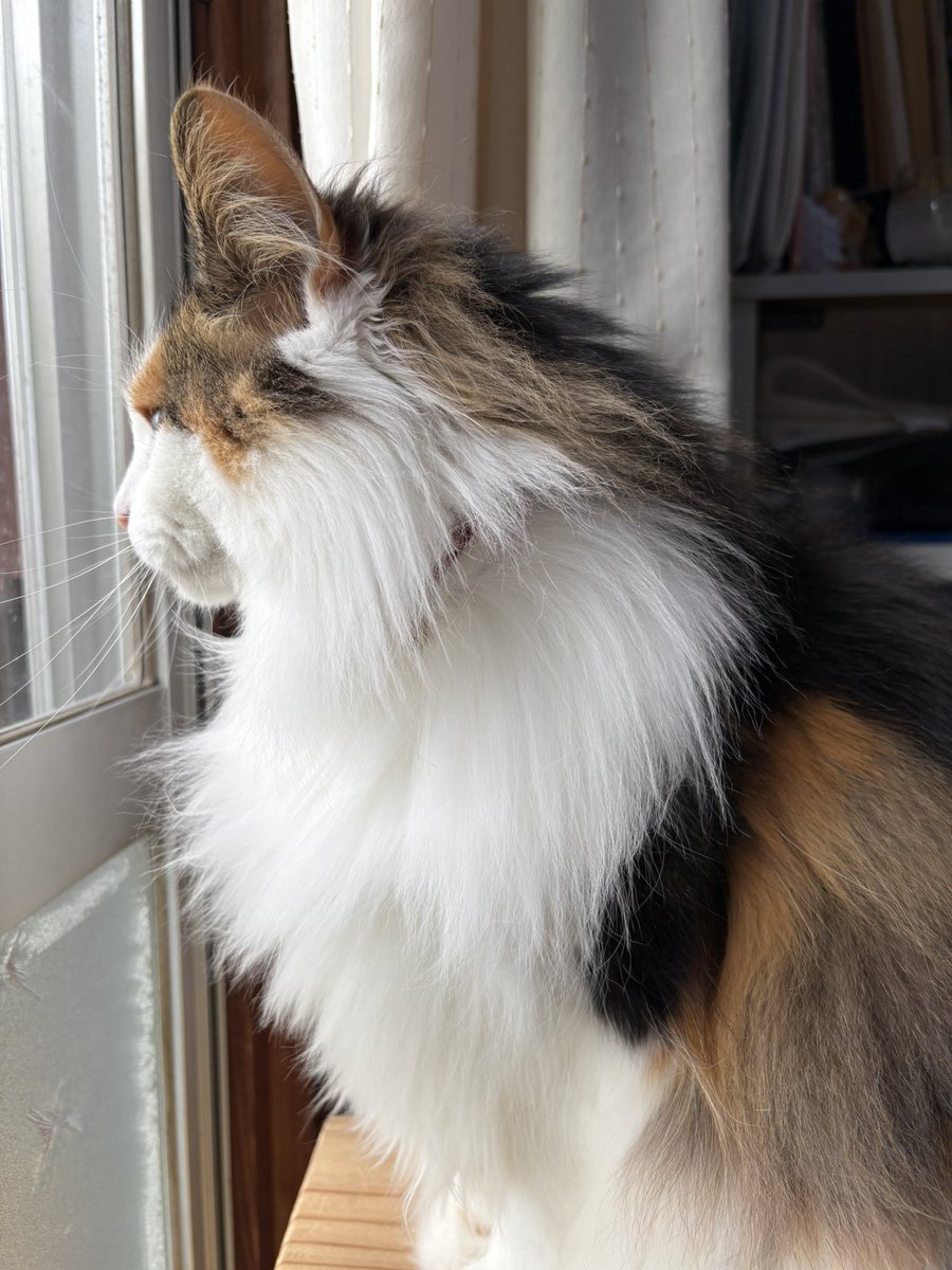 sordes2008's tweet image. おはようございます。
お嬢様なう。
このあと、ボニャールしました。
シャッターチャンスを逃しました😂残念…

こっち向いて〜（むにゅ！）😄
おかーしゃん、ダメ！🫳🐾ぎゅっ！😾

#ノルウェージャンフォレストキャット
#北欧森猫
#ニャルソック