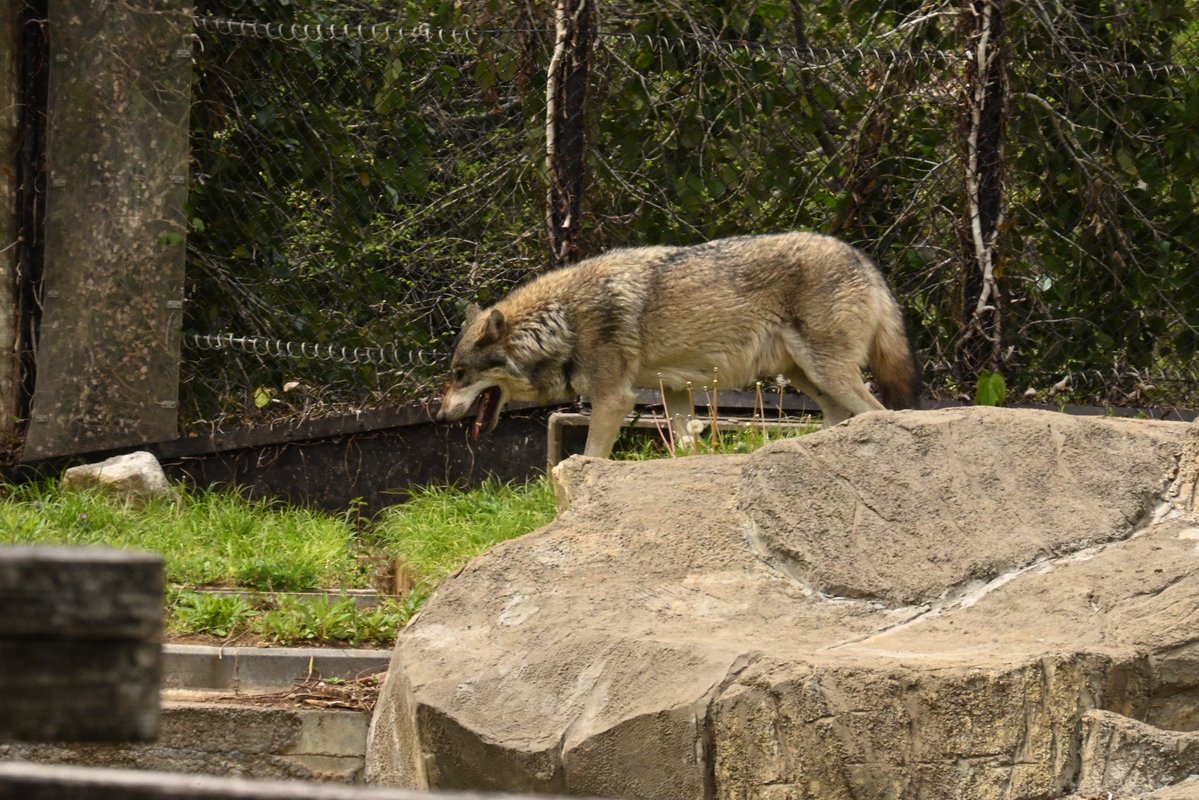 晴天(てん) tweet media